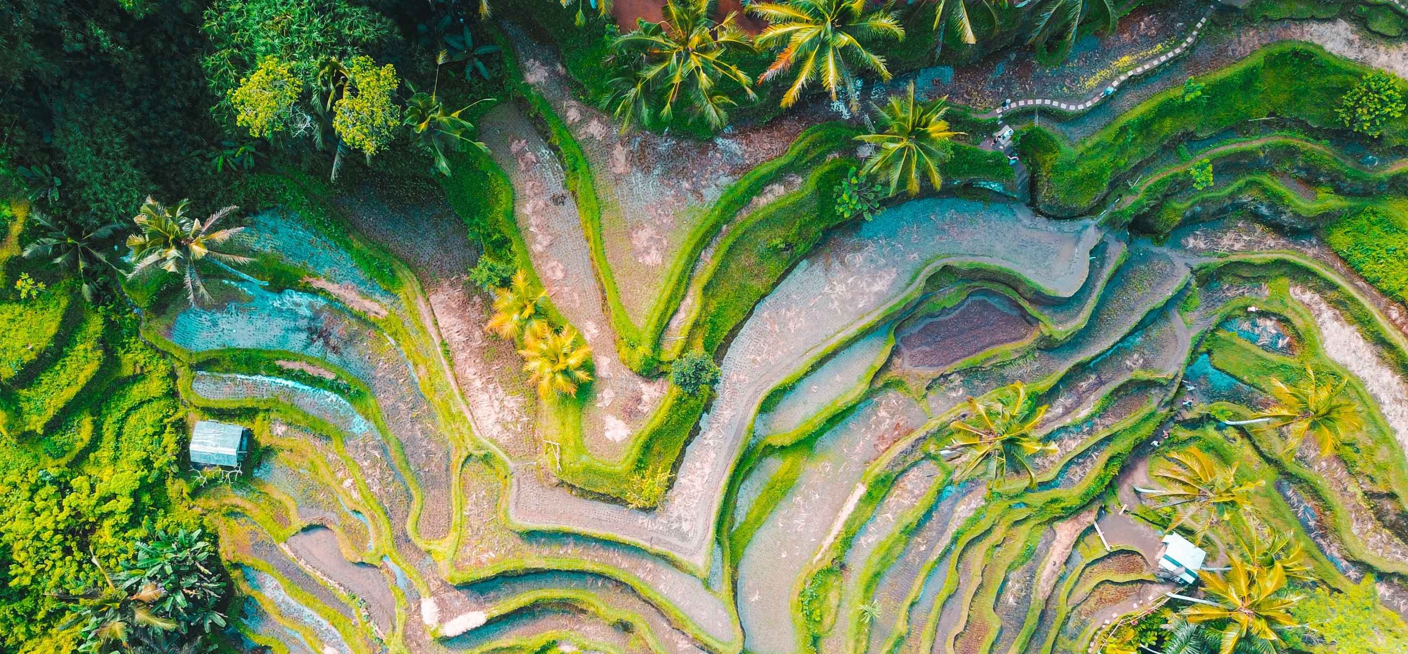Tegallalang Rice Terrace, Indonesia