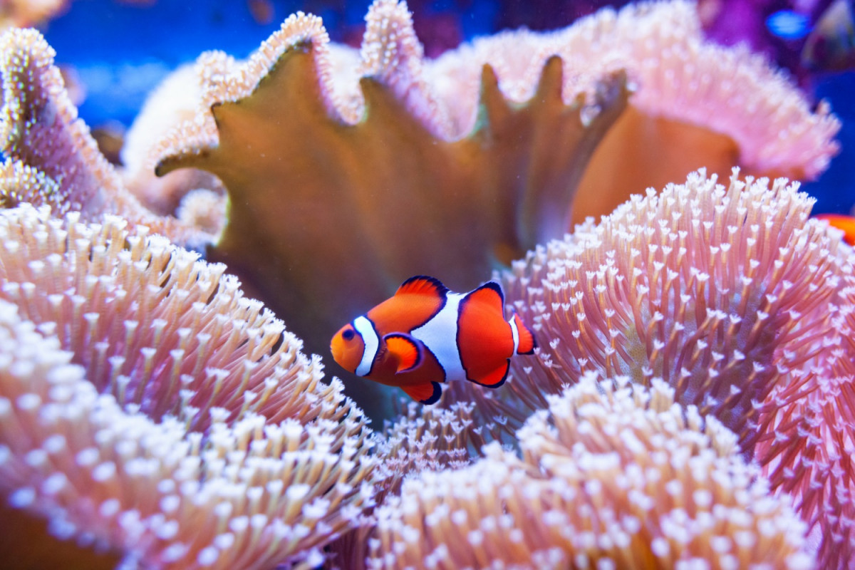 Coral conservation project