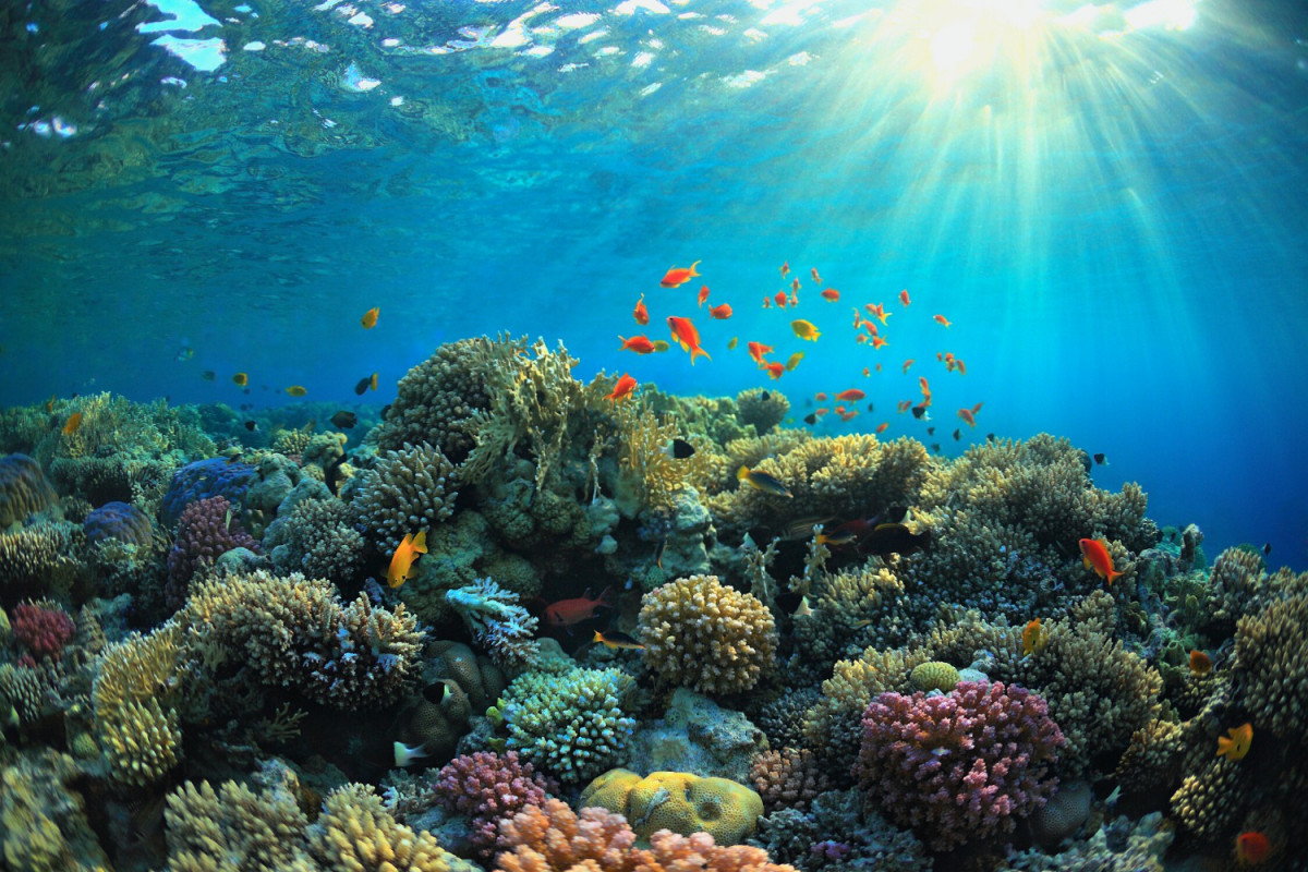 Proyecto de conservación del coral
