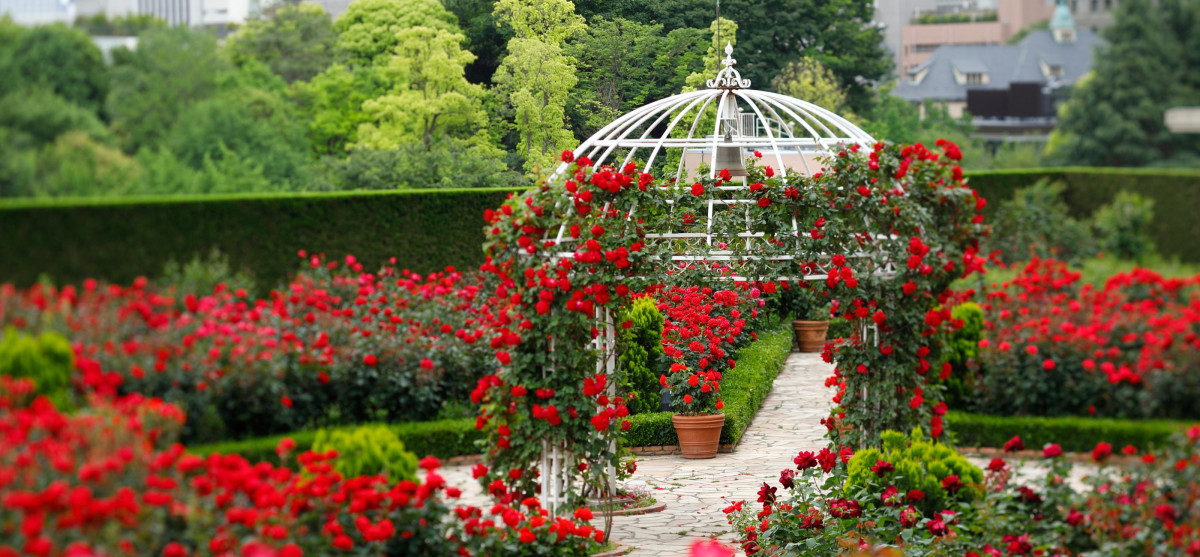 Red Rose Garden
