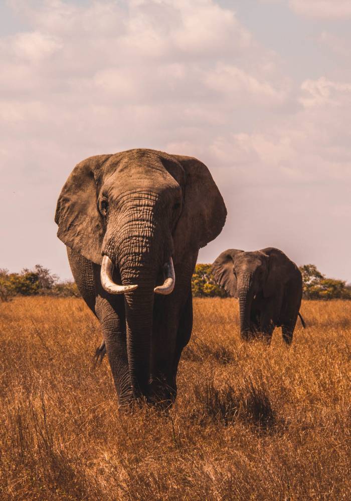 Safari